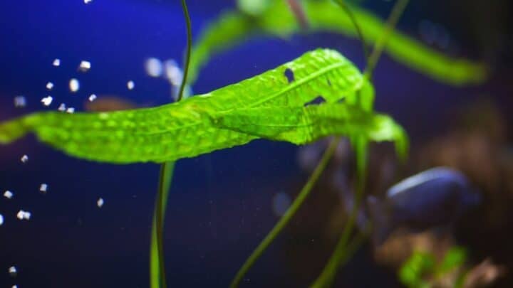 Aquarium Plants That Don’t Need Substrate — Here They Are!