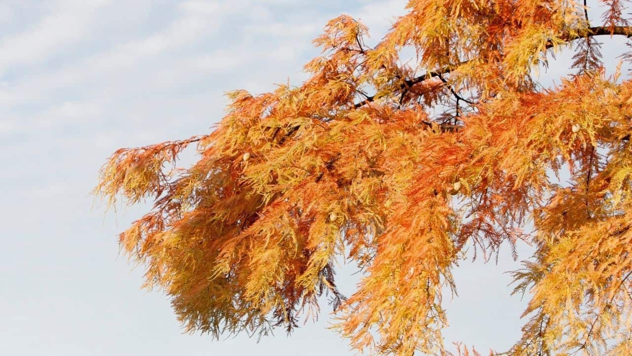 The Best Trees to Plant in North Texas