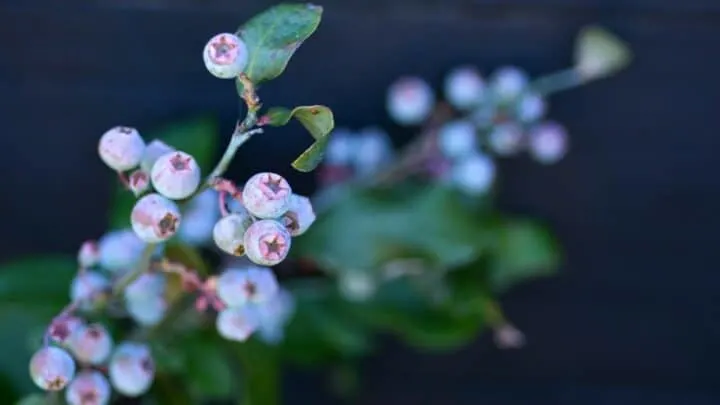 The Best Blueberry Plant Variety &mdash; Yummy!