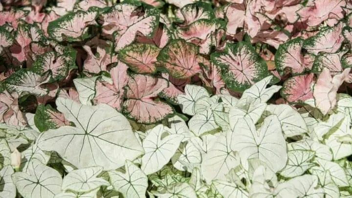 Best Fertilizers for Caladiums &ndash; A Buyers Guide 2023