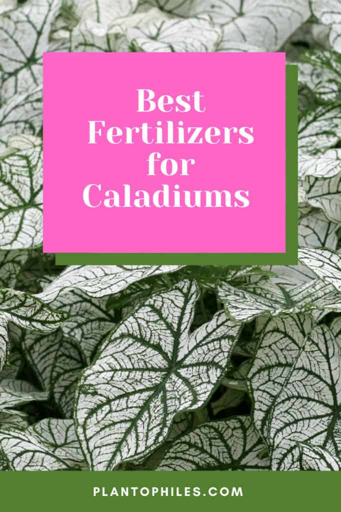 Best Fertilizers for Caladiums