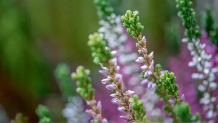 The Best Time to Plant Perennials &mdash; Problem Solved!