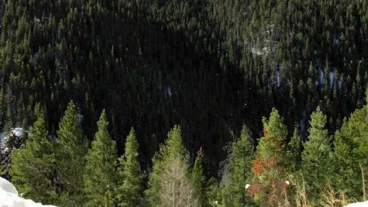 Best Trees to Plant in Colorado &ndash; Amazing!