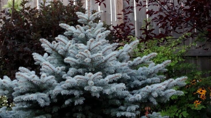 Best Trees to Plant in Colorado - Amazing!