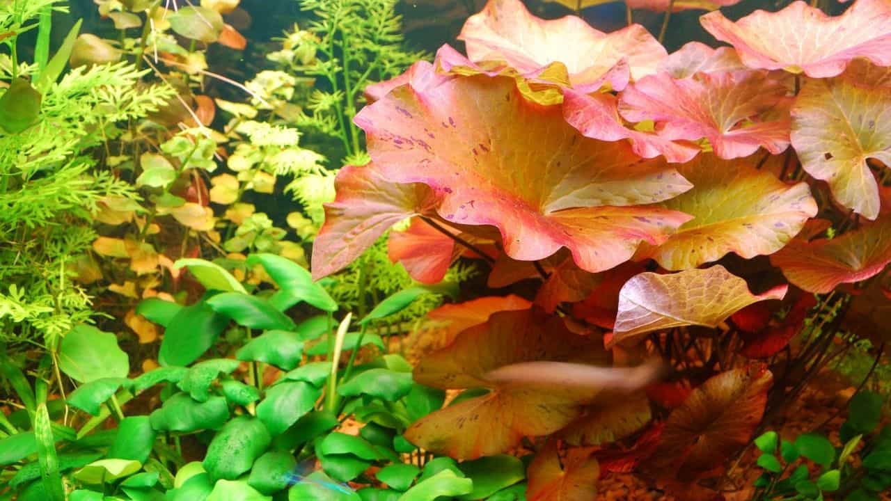 Brown Spots on Aquarium Plants — Reasons & Remedies