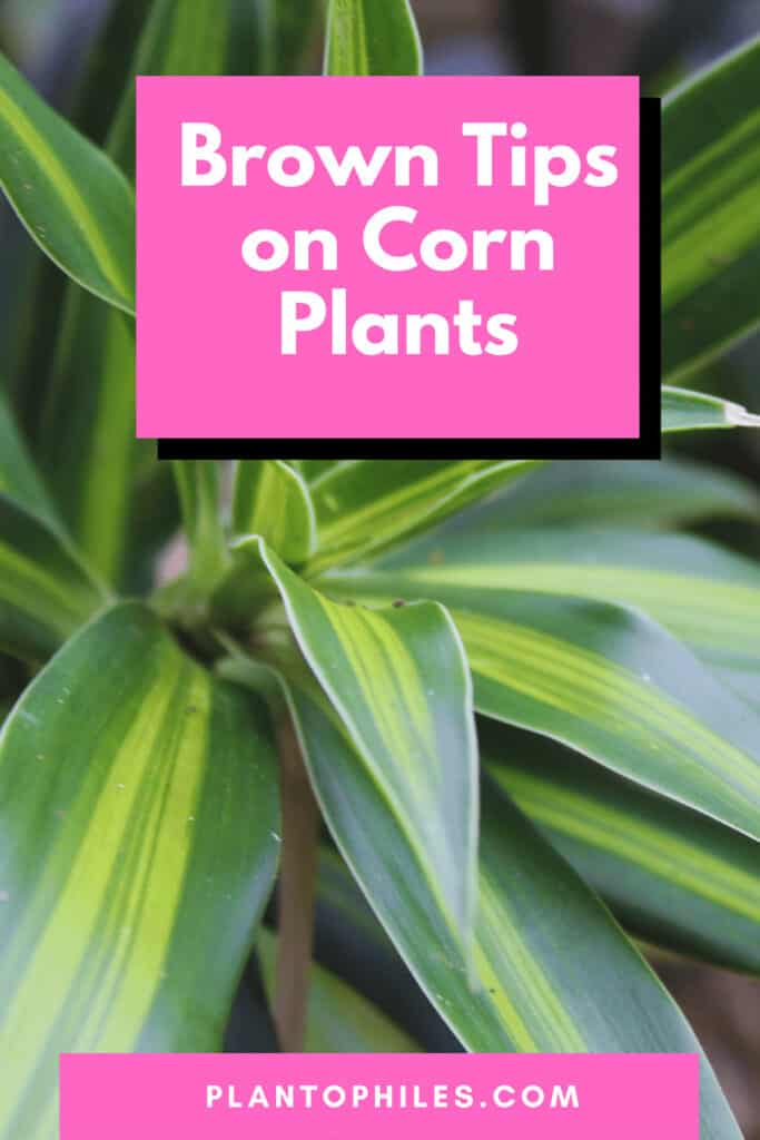 Reasons For Brown Tips on Corn Plants