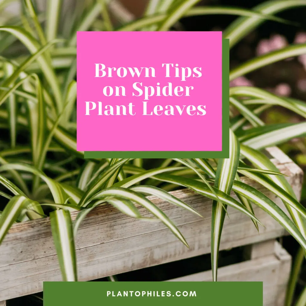 Brown Tips on Spider Plant Leaves