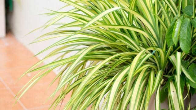 4 Awfully Common Reasons for Brown Tips on Spider Plant Leaves