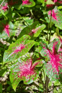 Caladiums grow best with a fertilizer low in phosphorus (P)