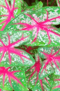 Caladiums should be fertilized no more than twice in the growing season