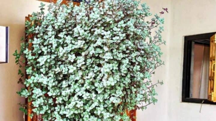 Callisia Repens Plant Care — Must-Have Gardener’s Guide