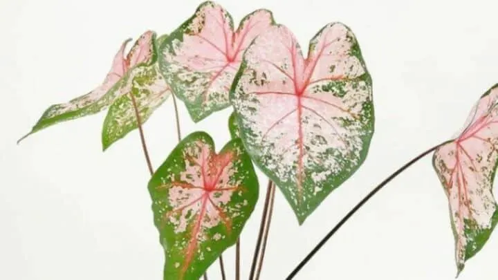 Carolyn Whorton Caladium &mdash; All You Need to Know