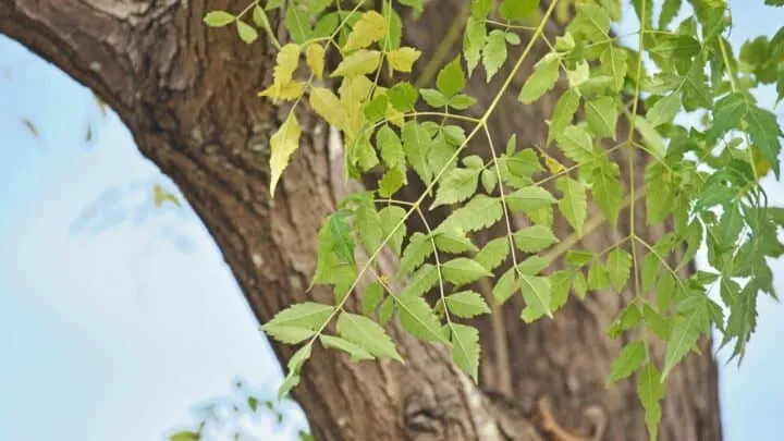 Chinaberry Tree Care &mdash; Your One-stop Guide