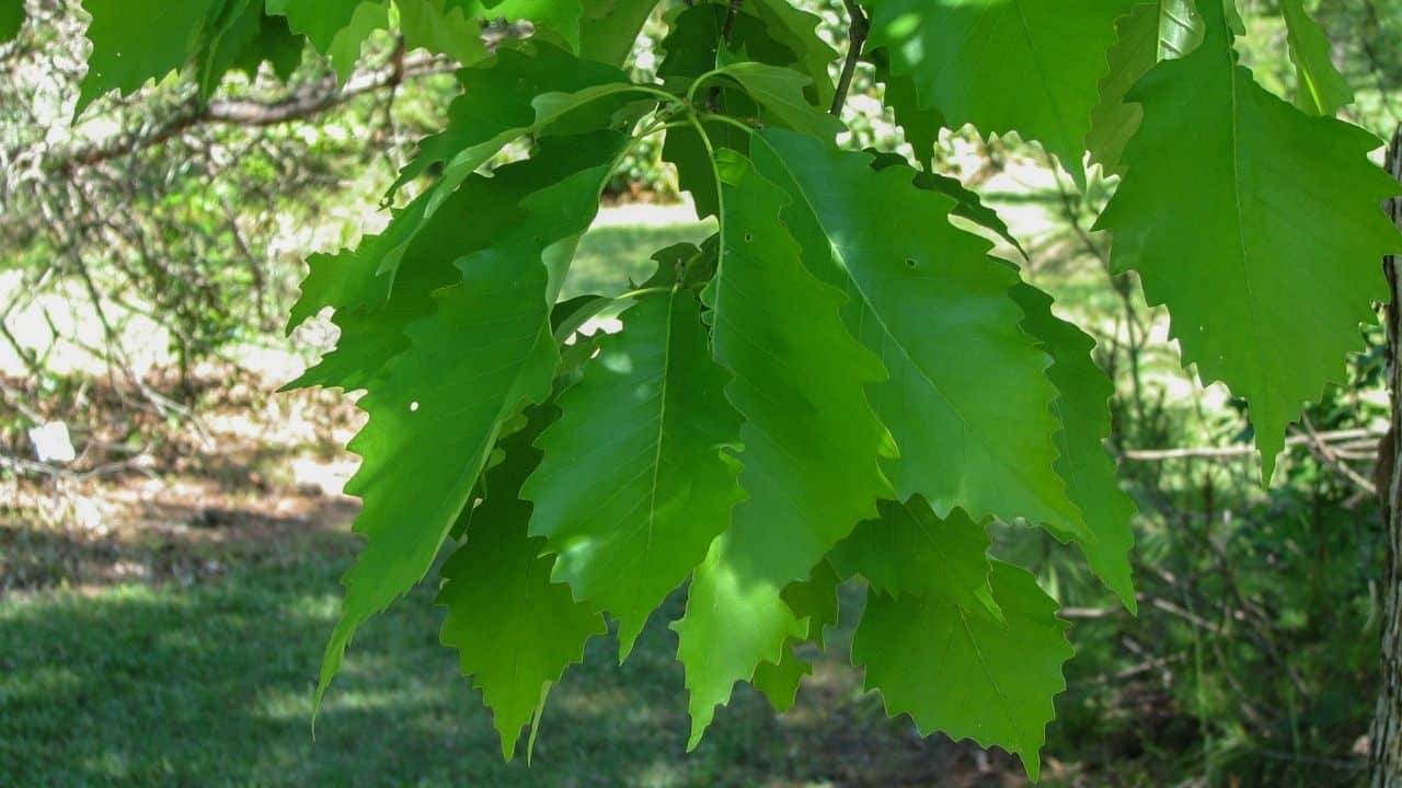 Chinquapin Oak