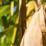Corn Plant Brown Tips