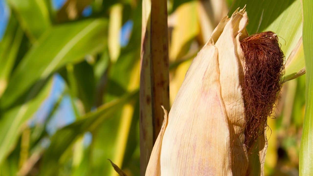 Corn Plant Brown Tips