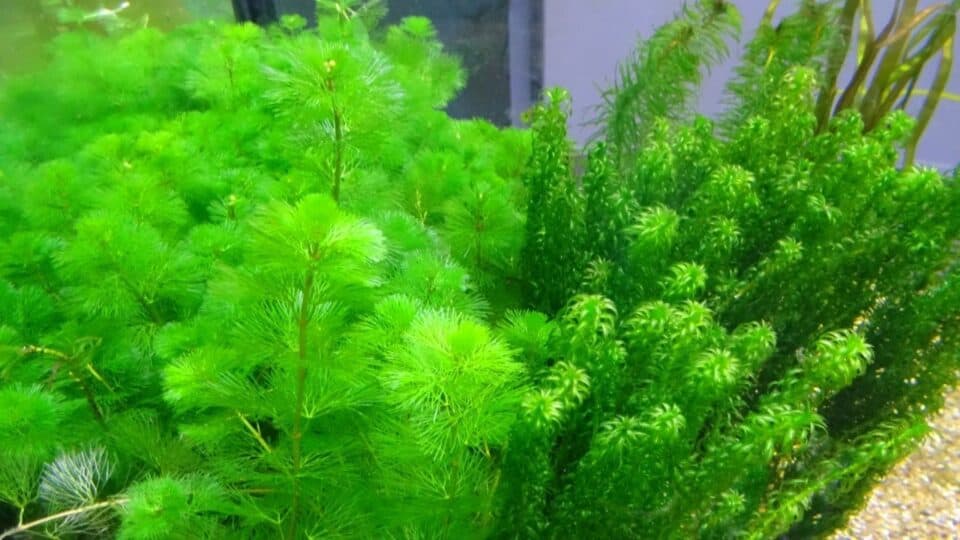 The 11 Best Bushy Aquarium Plants to Grow — Revealed