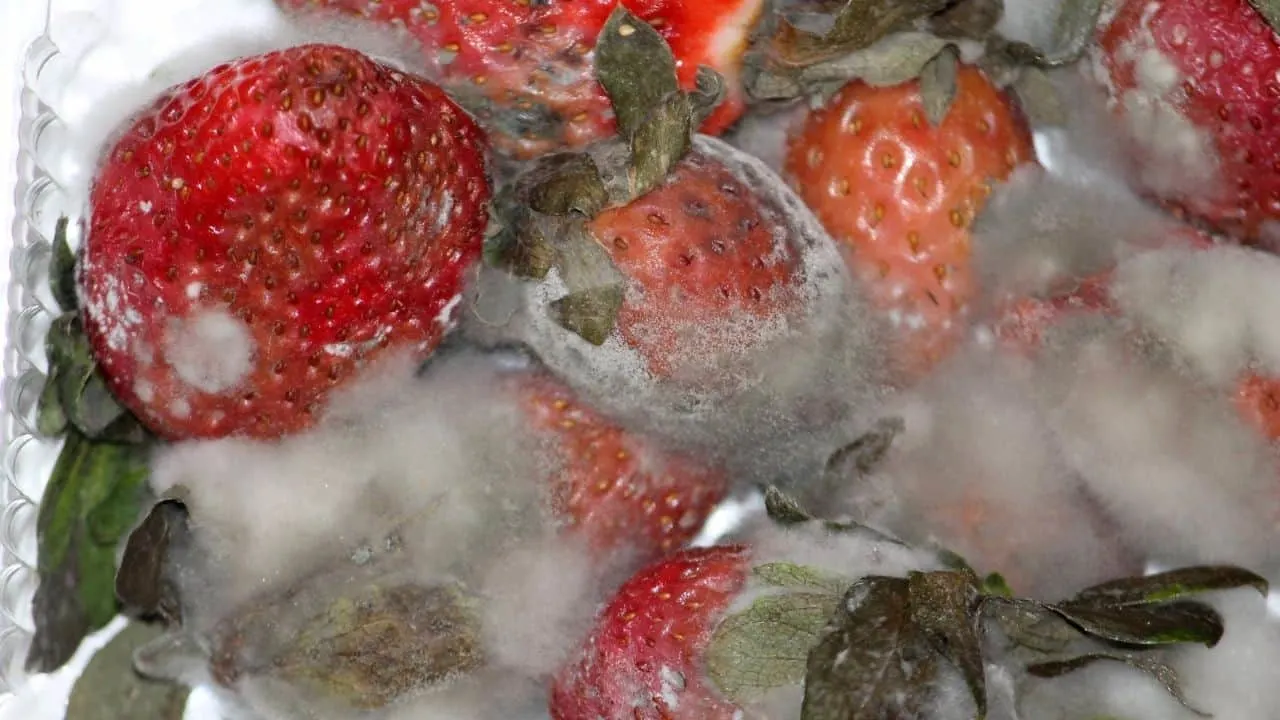 Gray Mold on Strawberries