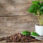 Houseplants that Like Coffee Grounds