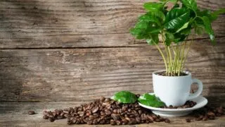 Houseplants that Like Coffee Grounds