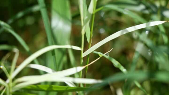 How Long Does It Take for Bermuda Grass to Germinate? Ooh!