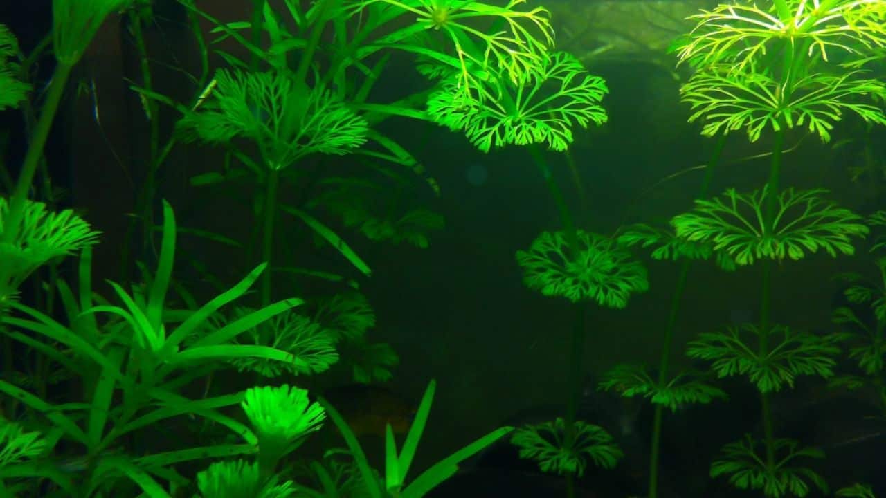 How Many Hours of Light Do Aquarium Plants Need