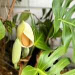 How To Pollinate Monstera and Philodendron