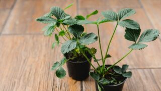 How to Grow Strawberries in Pots