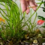 How to Plant Aquarium Plants in Gravel