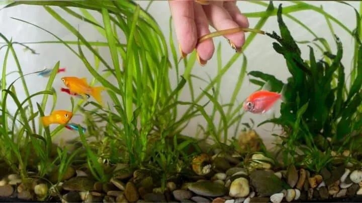 How to Plant Aquarium Plants in Gravel &mdash; Pro Tips!
