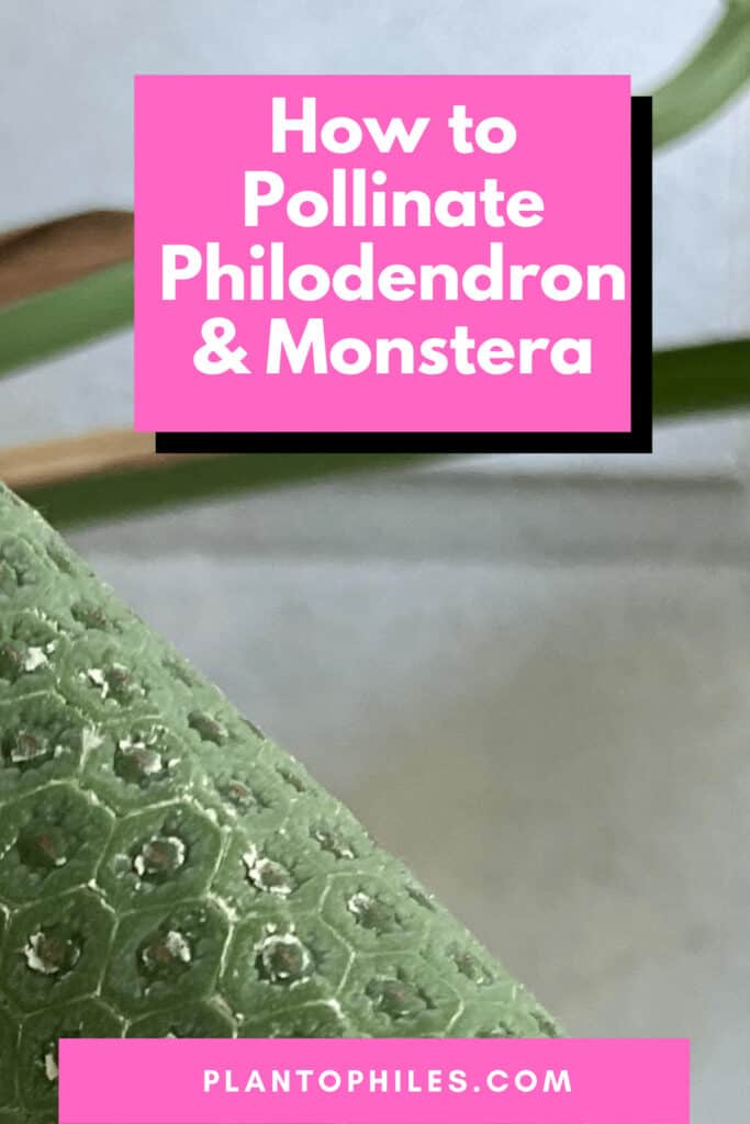 How to Pollinate Philodendron and Monstera