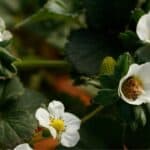 How to Pollinate Strawberries