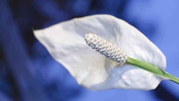 How to Revive a Peace Lily in 7 Steps