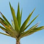 How to Revive a Dying Yucca