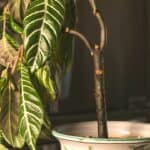 How to Revive an Overwatered Houseplant