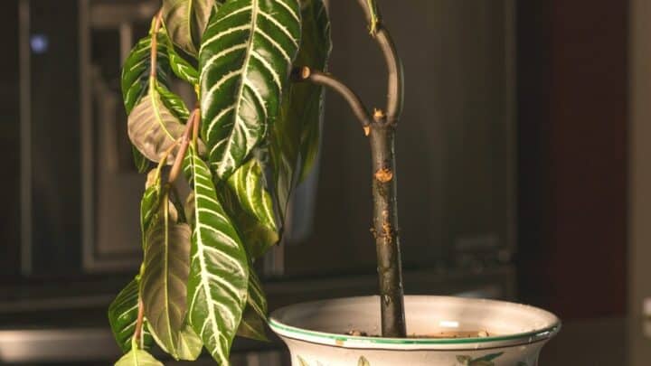 How to Revive an Overwatered Houseplant — Actions to Take