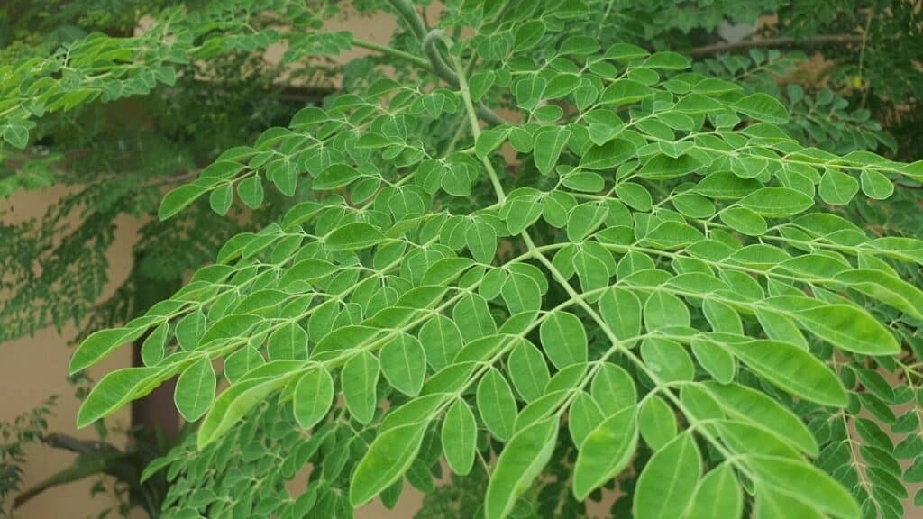 Moringa Tree Care — What To Do!