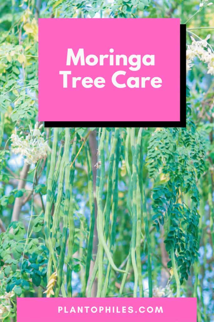 Moringa Tree Care
