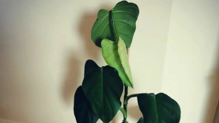 Philodendron Dodsonii Care &mdash; Best Tips!