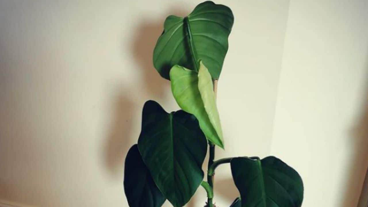 Philodendron Dodsonii