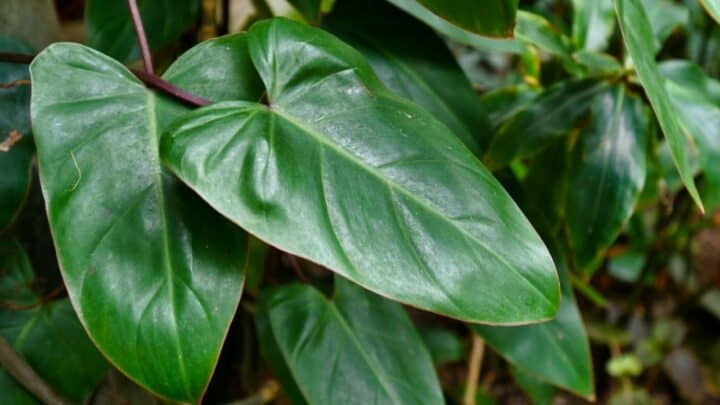Philodendron erubescens Care – Blushing Philodendron Guide