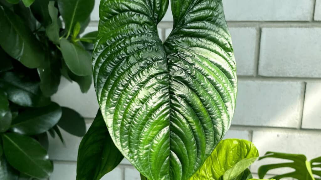 Philodendron Furcatum has stunning leaves