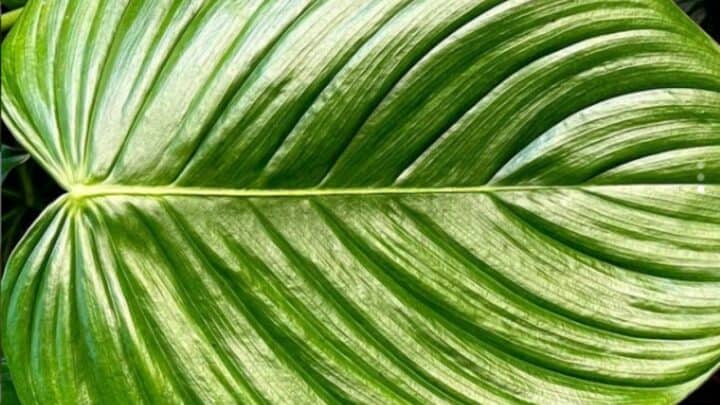 Philodendron Grandipes Care — Best Guide