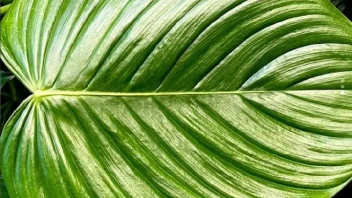 Philodendron Grandipes Care &mdash; Best Guide
