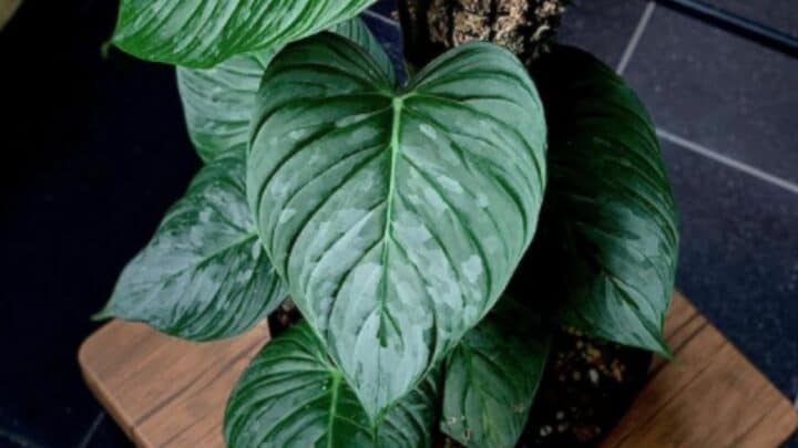 Philodendron Majestic Plant Care — Everything You Need To Know!