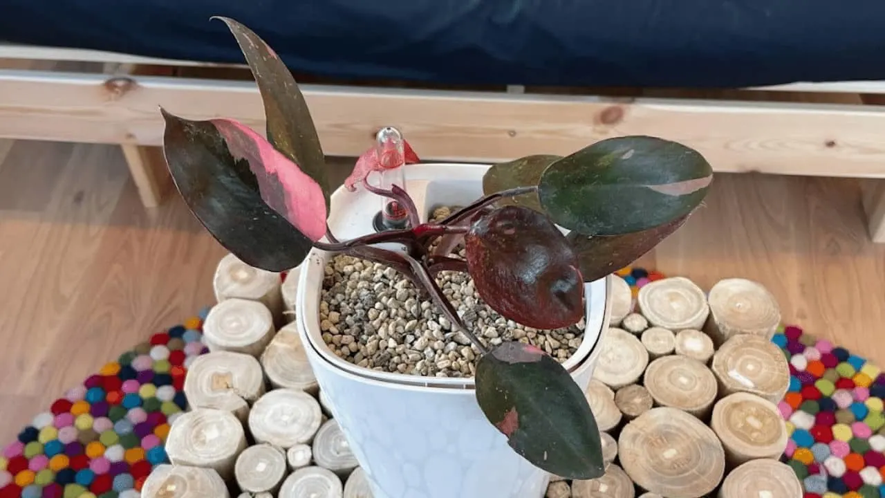 Philodendron Pink Princess Care
