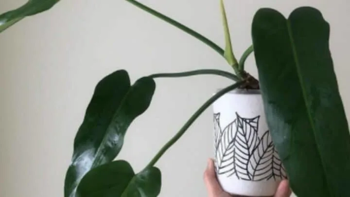 Philodendron Saggitifolium Plant Care &mdash; Top Guide