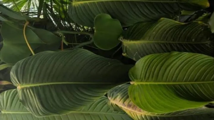 Philodendron Scherberichii Care &mdash; A Definitive Guide
