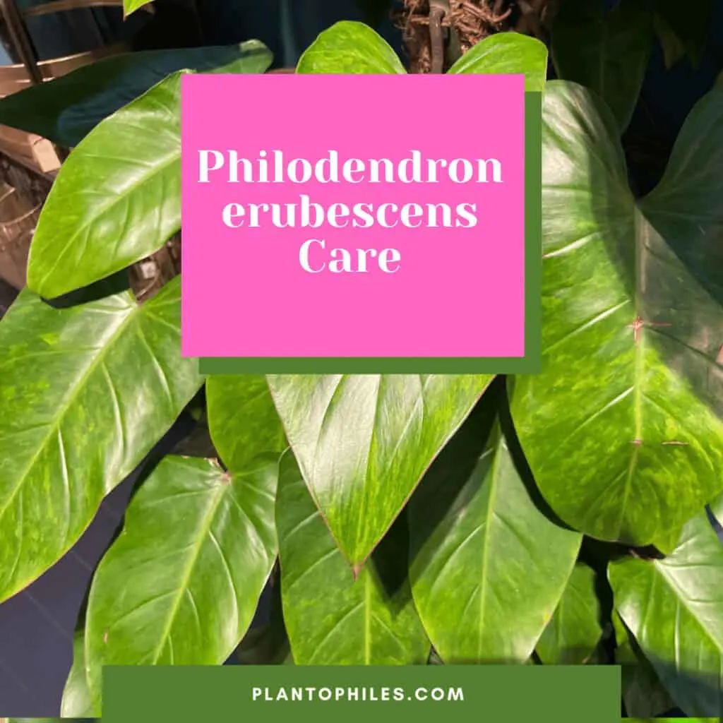Philodendron erubescens Care