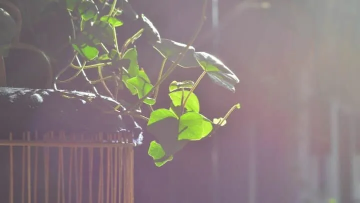 Why Plants Grow Towards the Light &ndash; I See Now!
